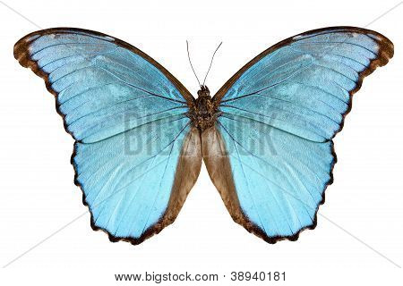 Motýlí druhy Morpho Meneláos Alexandrovna