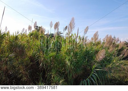 Phragmites In A Sunny Day