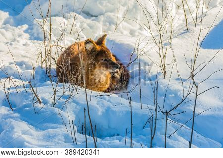 Fluffy redhead fox resting in the snow. Ranua zoo in Lapland. Animals are housed in natural conditions. Snowy coniferous forest. The concept of active, winter, environmental and photo tourism