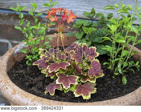 Closeup Of A Mixed Planting Including Heucherella Leaves In A Clay Pot In A Garden