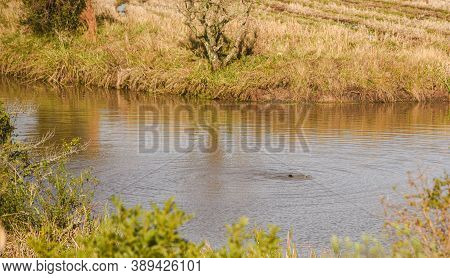 Wild Otter. The Otter Is A Mammal Animal Of The Subfamily Lutrinae. It Is Found In Europe, Asia, Afr