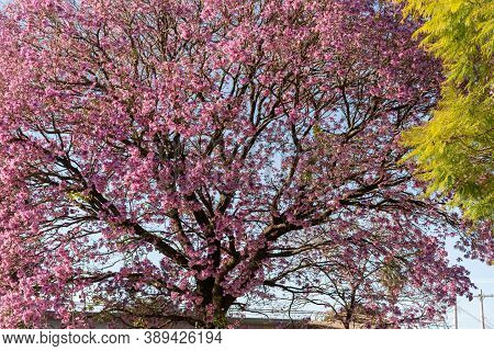 Pink Ipe Tree (tabebuia Impetiginosa) Blooming In The Spring Season
