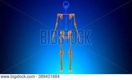 Human Skeleton Appendicular Skeleton Anatomy 3d Illustration