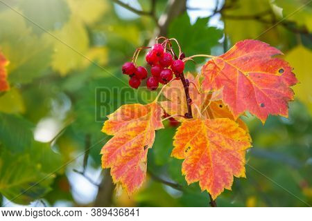 Autumn Hawthorn Branch With Red Berries And Yellow Green Leaves On A Blury Background. Autumn Leaf C