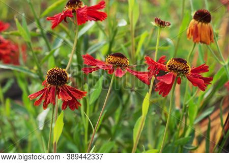 Bright Autumn Tsinia Flowers Grow In The Garden. Selective Focus