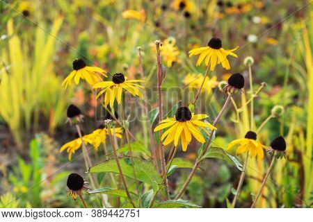 Bright Autumn Tsinia Flowers Grow In The Garden. Selective Focus