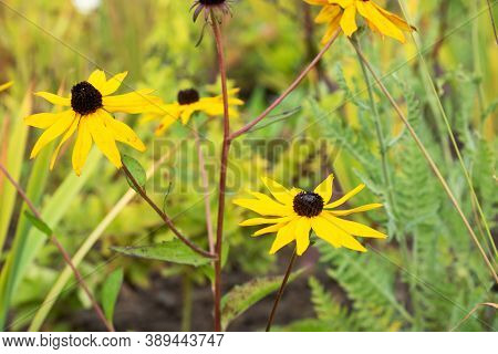 Bright Autumn Tsinia Flowers Grow In The Garden. Selective Focus