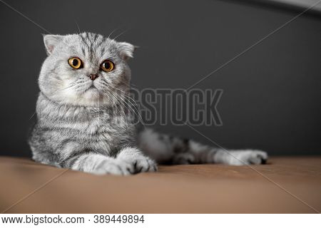 So Cute Of Scottish Fold Cat.