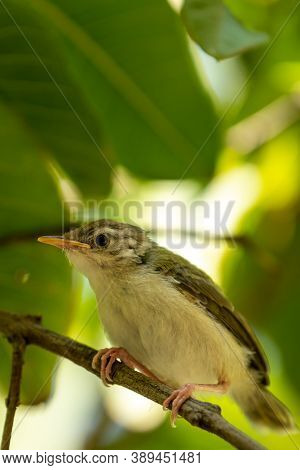 Common Tailorbird Or Orthotomus Sutorius A Small Shy Bird In Natual Green Background