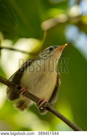 Common Tailorbird Or Orthotomus Sutorius A Small Shy Bird With Wings Open In Natual Green Background