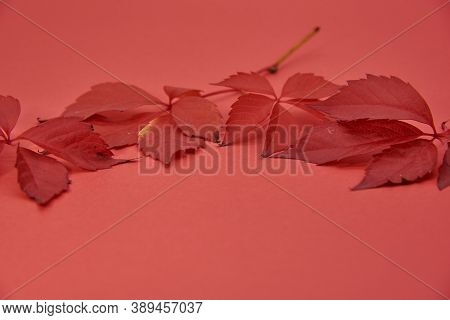 Red Leaves Of Wild Grapes, Ampelopsis, On A Red Background.