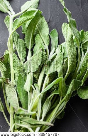 Organic Fresh Sage On Black Background Side View Close Up.