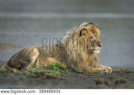 Majestic Male Lion With A Beautiful Mane In Mud Aat The Edge Of River In Ndutu In Tanzania