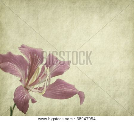 Bauhinia Blume auf Grunge-abstrakt