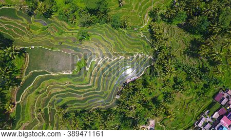 Provide Beautiful Scenes Of Rice Paddies And Their Innovative Irrigation System. Known As The Subak,