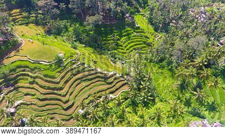 Provide Beautiful Scenes Of Rice Paddies And Their Innovative Irrigation System. Known As The Subak,