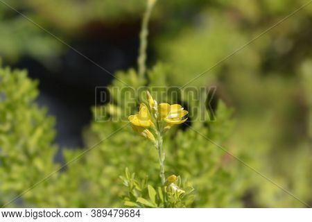 Easter Broom Flowers - Latin Name - Genista X Spachiana