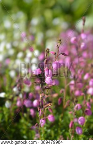 St Dabeocs Heath Pink Flowers - Latin Name - Daboecia Cantabrica