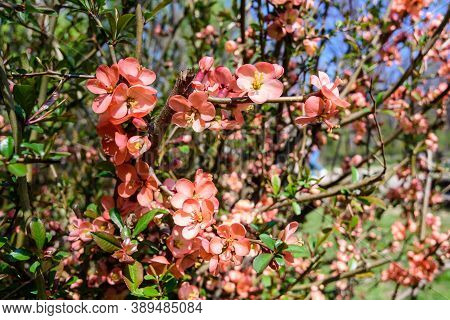 Close Up Delicate Red Flowers Of Chaenomeles Japonica Shrub, Commonly Known As Japanese Quince Or Ma