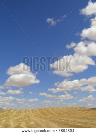 Campo di grano