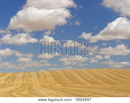 Campo di grano