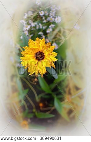 Postacard With  Heliopsis And Daisy  Blossoms In Autumn. Close Up.