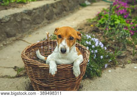 Jack Russell Terrier Girl In The Home Garden