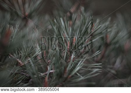Christmas Tree Background. Evergreen Plant Closeup. Spring Young Cones On Pine
