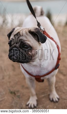 Two-year-old Pug Fawn In Red Harness Stands On Dry Grass Closeup