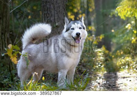 Wolf-like Husky, Full Growth On The Background Of The Forest. Canadian, Northern Dog.