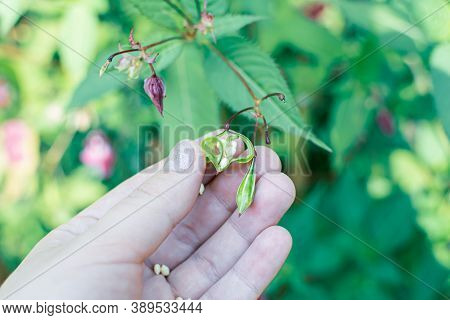 Himalayan Balm Seeds In Hand Close Up Photo. Policeman Helmet Plant, Bobby Tops, Invasive Asian Plan