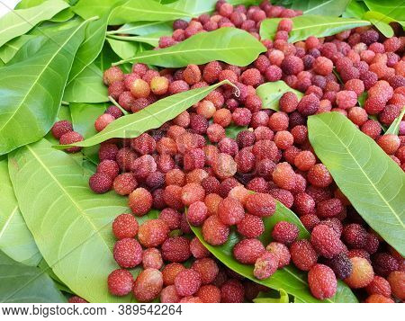 Fruit Photography - Red Color Fruit Isolated, Macro Shot Of Myrica Esculenta (kafal) Fruit In Himach