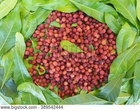 Natural Fruit - High Angle View Of Myrica Esculenta (kafal) With Leaves In Hilly Region Of India, Ka