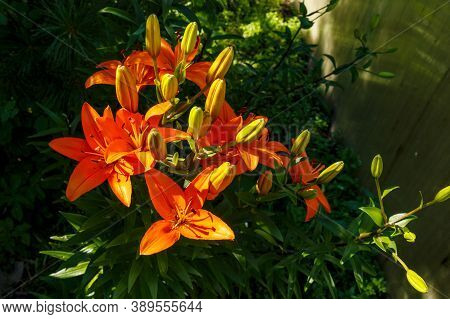 Lilium Flower In The Garden. The Orange Lilium Flower Grows Next To The Greenhouse.