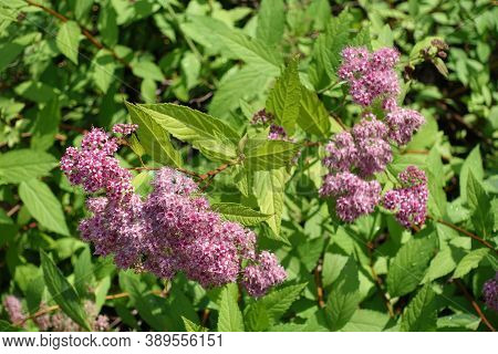 Completely Opened Pink Flowers Of Japanese Meadowsweet In June