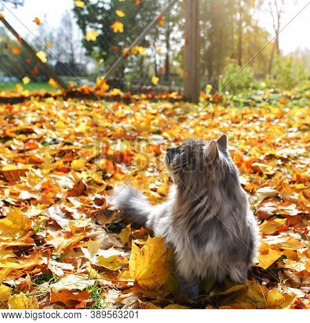 Gray Fluffy Cat With Green Eyes. Portrait Of A Cat In The Open Air, Autumn Fallen Leaves. Cat Lookin