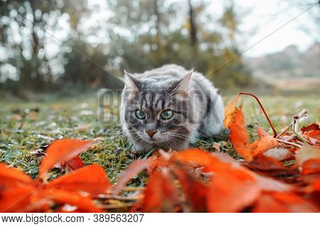 The Cat Hunts Outdoors. Portrait Of A Fluffy, Gray Cat With Green Eyes.