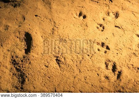 Alicante, Spain- October 8, 2020: 1st Century Human And Animal Footprints From The Lucentum Site And