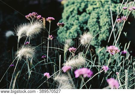 Yellow Grass With Fluffy Ears And Blurred Bright Violet Flowers, Dark Backgrop. Concept Of Colorful 
