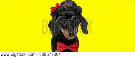 adorable teckel dachshund dog wearing bowtie, glasses and hat on yellow background