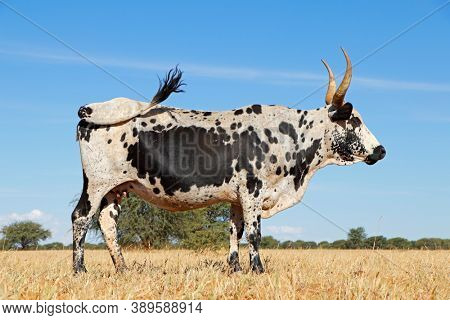 Nguni cow - indigenous cattle breed of South Africa - on a rural farm