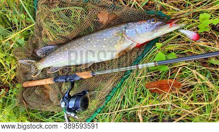 Northern Pike - Esox Lucius. Fish on landing net. Fishing catch from Radbuza river in southwest Bohemia. Angling in Czech Republic. 