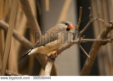 The Long-tailed Finch (poephila Acuticauda) In Zoo.