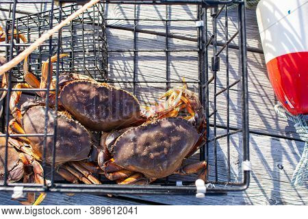 A crab trap sitting on a wharf full of male Dungeness crabs in British Columbia, Canada.