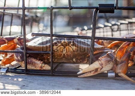 A Close Up Of Male Dungeness Crabs In A Crab Trap Sitting On A Dock On The Sunshine Coast, British-c