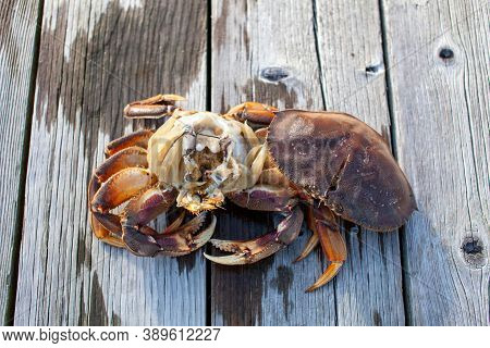 Looking Down At The Carapace Of A Male Dungeness Crab In A Crab Trap On A Wharf In Sechelt, British-