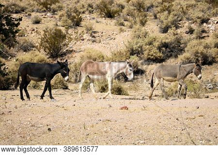 Wild Burros Walking On An Arid Desert Plateau Surrounded By Sage Plants And The Creosote Bush Taken 