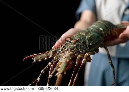 Fresh Raw Lobster In The Woman Hands. Spiny Lobster.