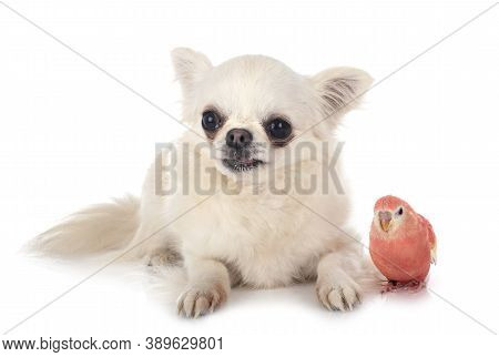Bourke Parrot And Chihuahua In Front Of White Background