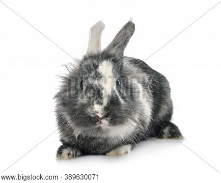 Lionhead Rabbit In Front Of White Background